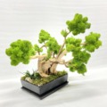 Bonsai mach