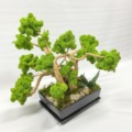 Veľký bonsai stabilizovaný mach