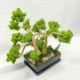 Veľký bonsai stabilizovaný mach