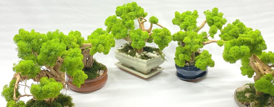 Bonsai stabilizovaný mach