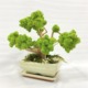 Lišajnik machový bonsai